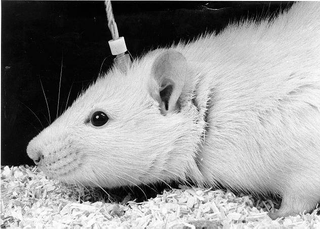 Test bajo estimulación eléctrica cerebral. Wikimedia Commons